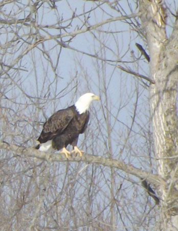 Eagle on Millerton