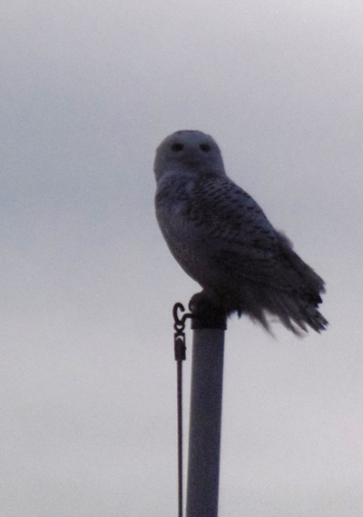 Snow owl