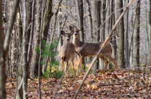 It’s car/deer season. Sheriff offers advice for motorists.