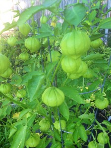 Nuestro delicioso tomatillos