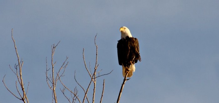 State Park eagle
