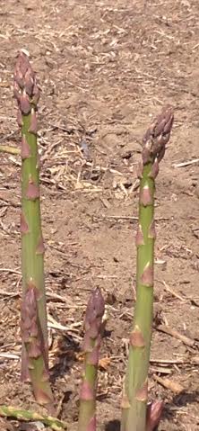 Asparagus Festival next weekend