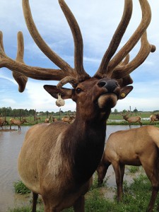 Amber Elk Ranch is largest elk ranch in Michigan