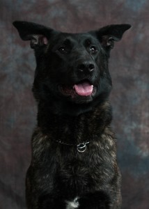 K-9 discovers cocaine; suspect facing multiple drug charges
