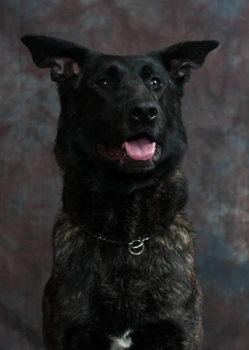 K-9 assists with Oceana assault investigation.