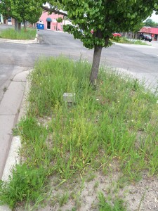 Islands in the west parking lot of Scottville producing long weeds. 