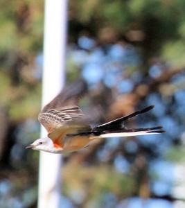 Southern bird has found a new home in Mason County.