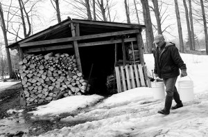 Frank Bates carries buckets of sap to the tractor.
