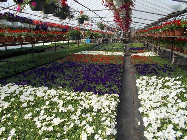 MCP Podcast: Talking about petunias