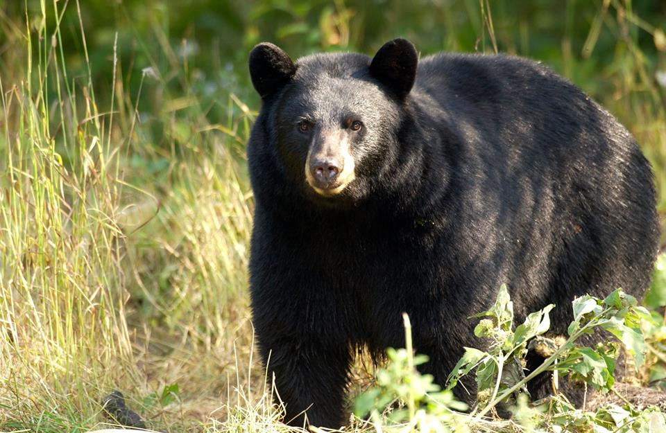 Mother bear with cubs shot; DNR seeks warrant