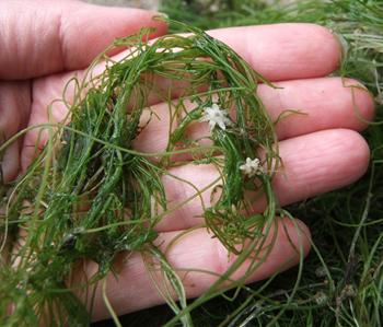 Starry Stonewart plant invades Pentwater Lake; infestation subject of Oct. 15 meeting