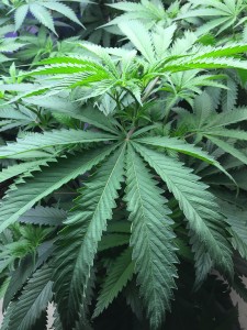 Mason County youth marijuana usage increases, according to survey.