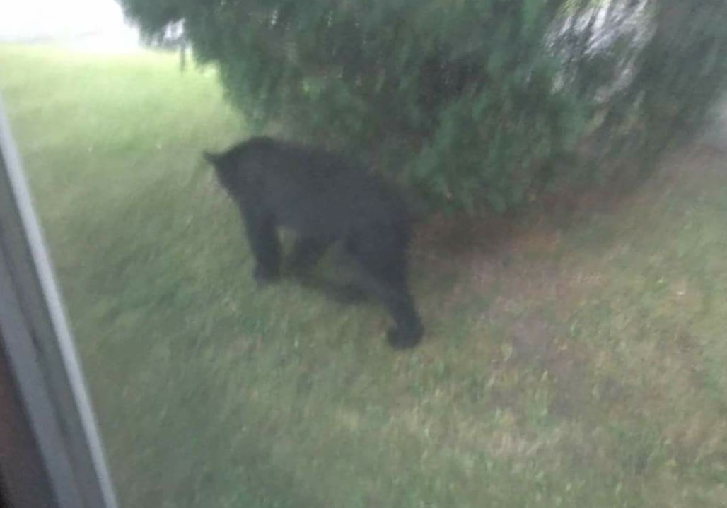 Bear sightings in Scottville and Amber Township.