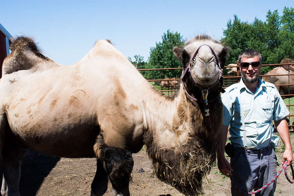 The Land: Milking camels in Carr Settlement.