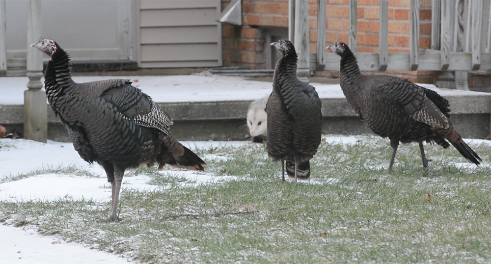 Gang runs a fowl in Scottville.