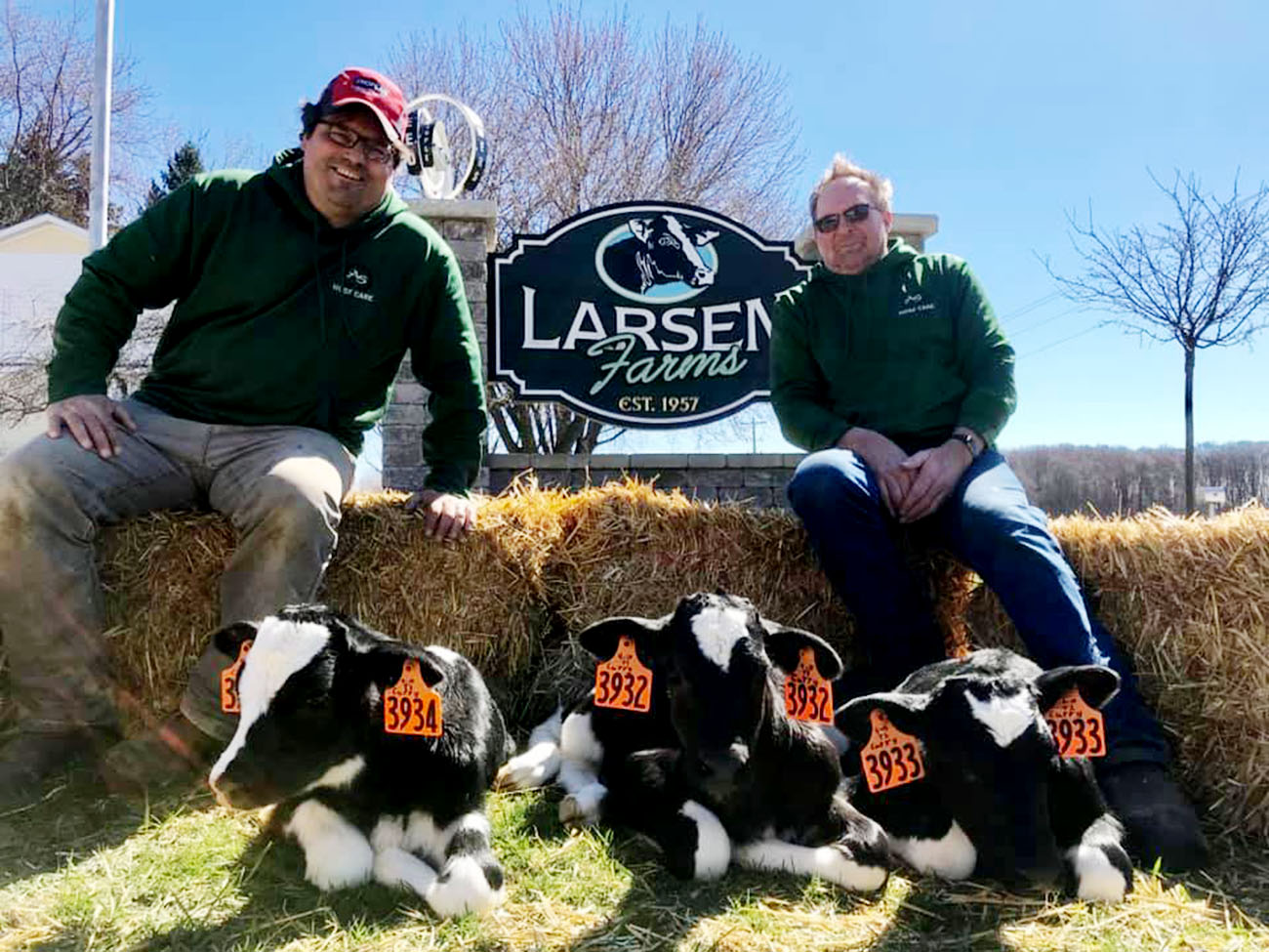 Easter weekend gift on the Larsen Farm, triplet heifers
