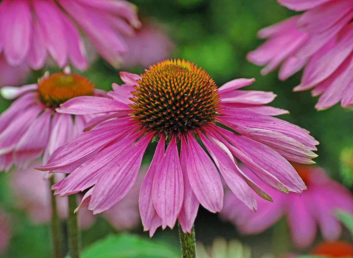Native Plant Sale June 13 MasonCountyPress native-plant-sale-june-13-masoncountypress