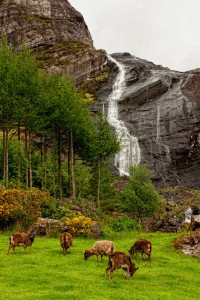 Emerald Expressions by Becky Alway; Ireland photographs, photography