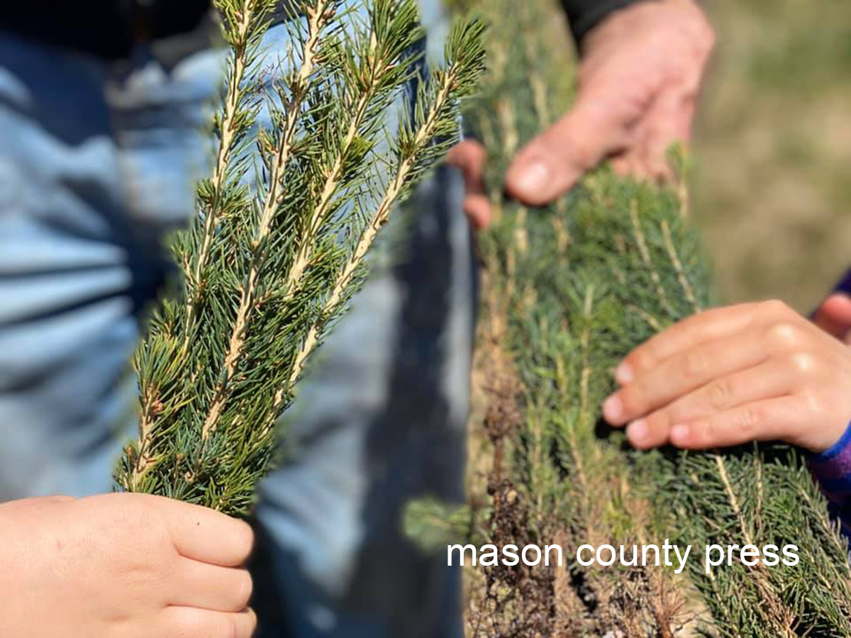 Conservation District to hold seedling sale Friday and Saturday